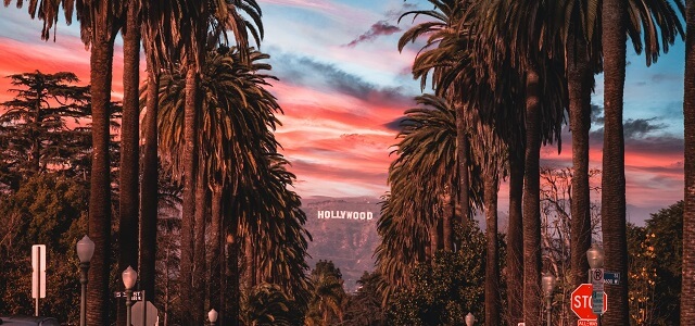 Palm Trees Los Angeles