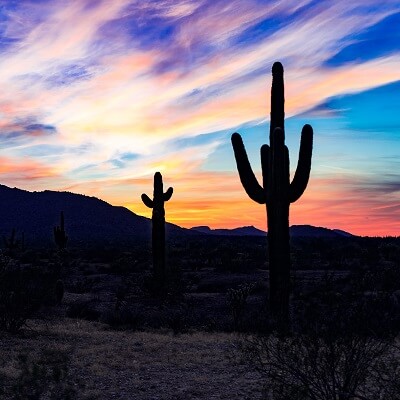 Cactus Arizona Phoenix